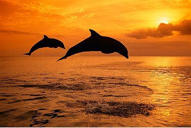 Switch在线追加《星之卡比 镜之迷宫》9月29日上线